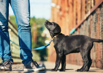7 Things You Must Have For Dog Training