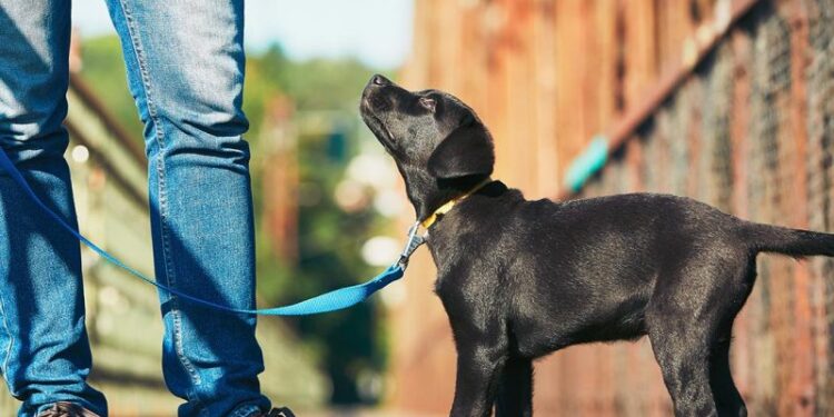 7 Things You Must Have For Dog Training