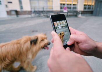 Best Apps for Dog Caring Tips