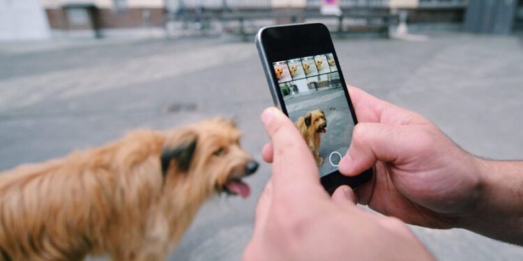 Best Apps for Dog Caring Tips